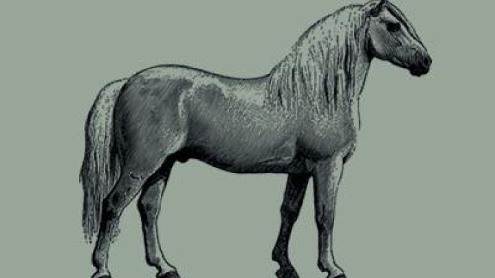 Grand Galop : Une boutique équestre ouvre ses portes à Baie-du-Febvre