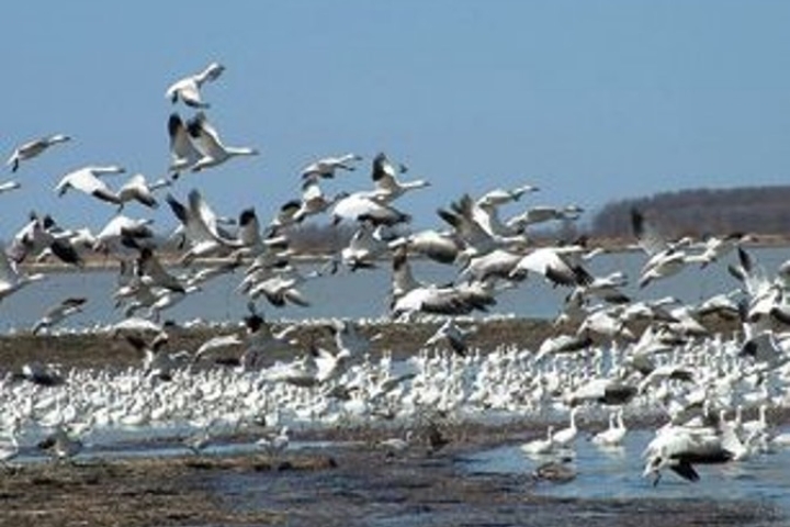 Baie-du-Febvre