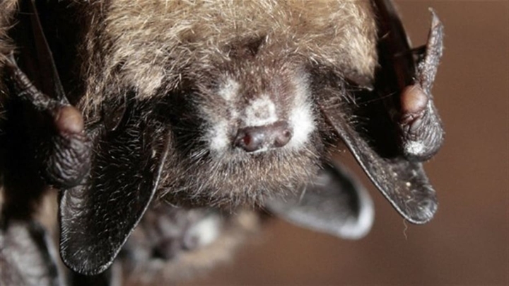 Le CRECQ mobilise des citoyens du Centre-du-Québec pour la conservation des chauves-souris